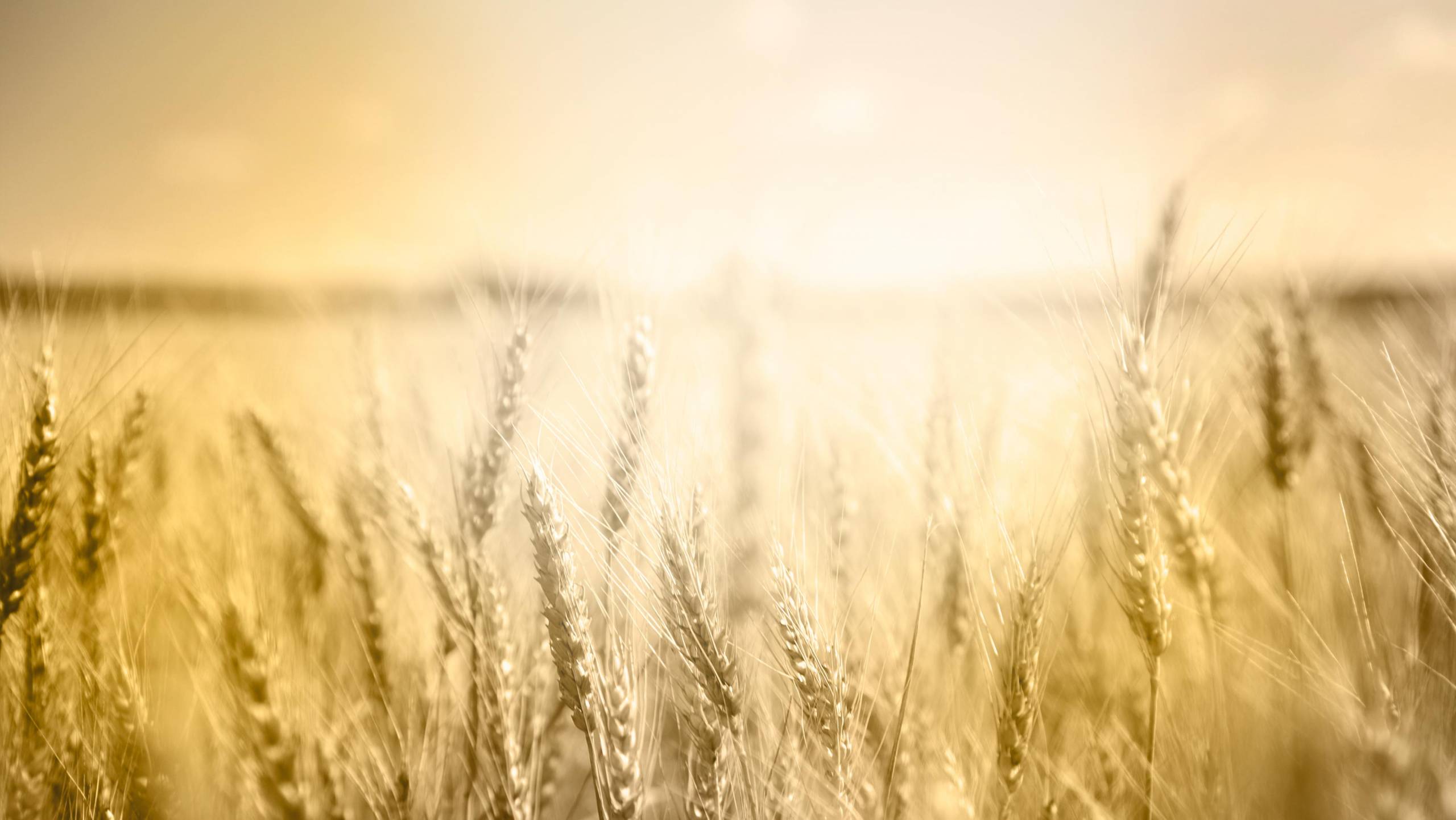 Field